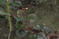 Begonia albococcinea